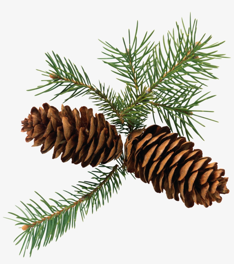 Pine Cone Branch Png - Pine Cone Clipart Free, transparent png