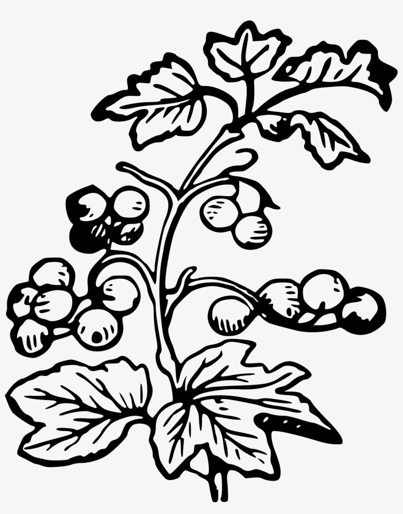 This Free Icons Png Design Of Branch And Berries, transparent png