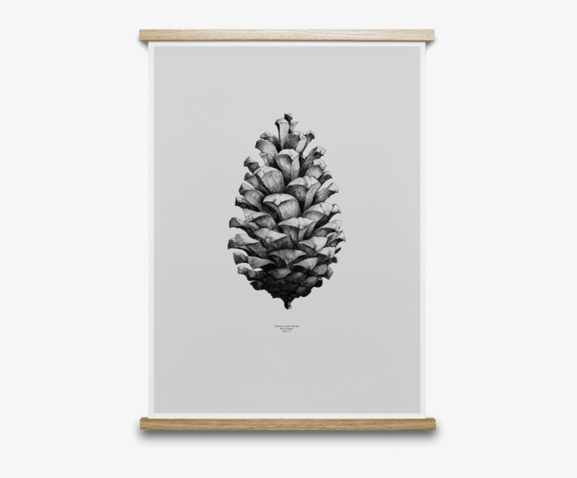 постер сосна