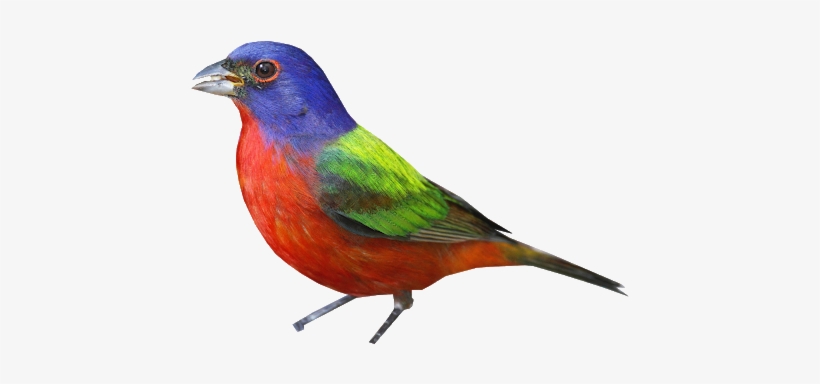 Bunting Png - Painted Bunting, transparent png