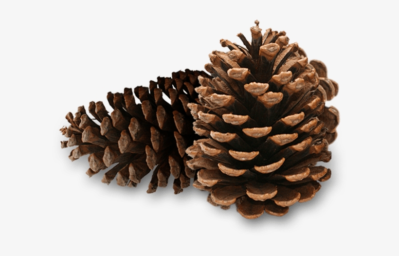 Pine Cone Png