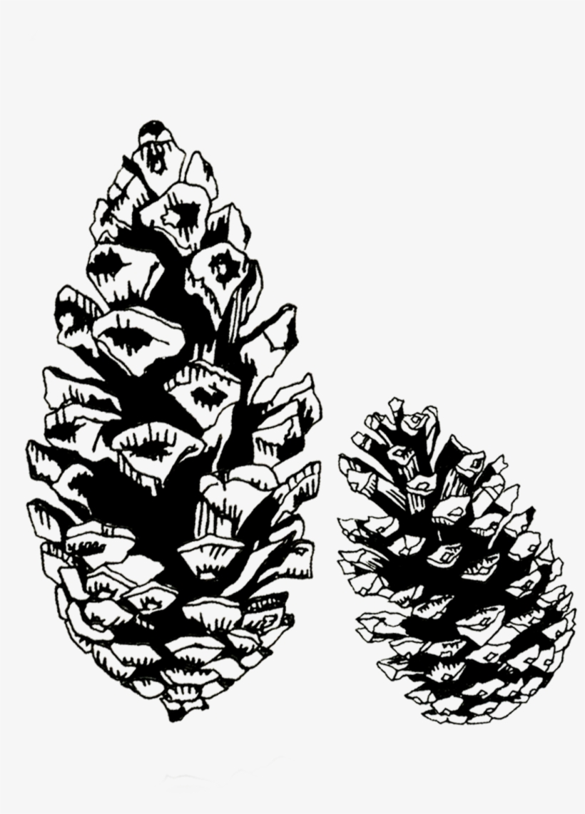Pinecones - Conifer Cone, transparent png