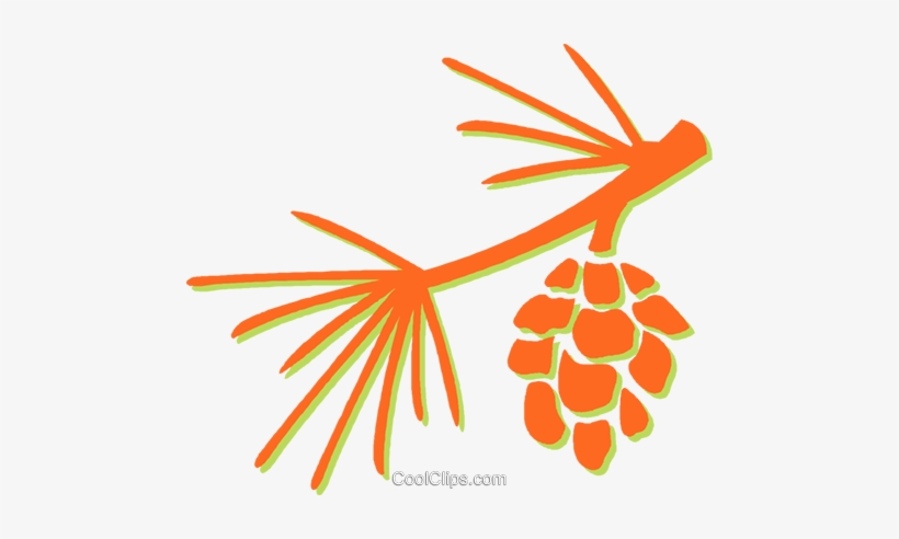 Pine Leaves And Pinecone Royalty Free Vector Clip Art, transparent png