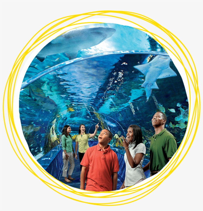Buy Tickets - Things To Do In Smoky Mountains, transparent png