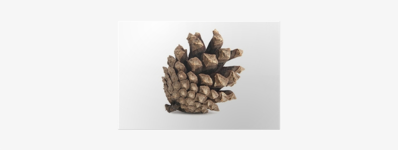 Casuarina, transparent png