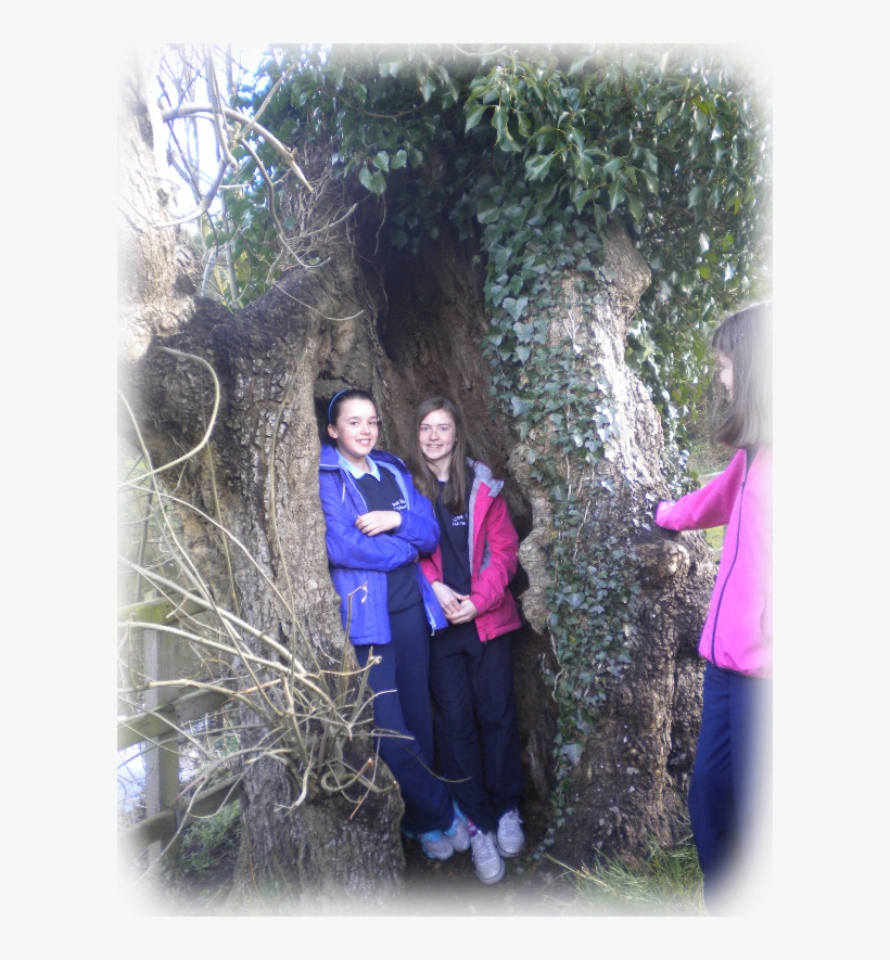 Willow, transparent png