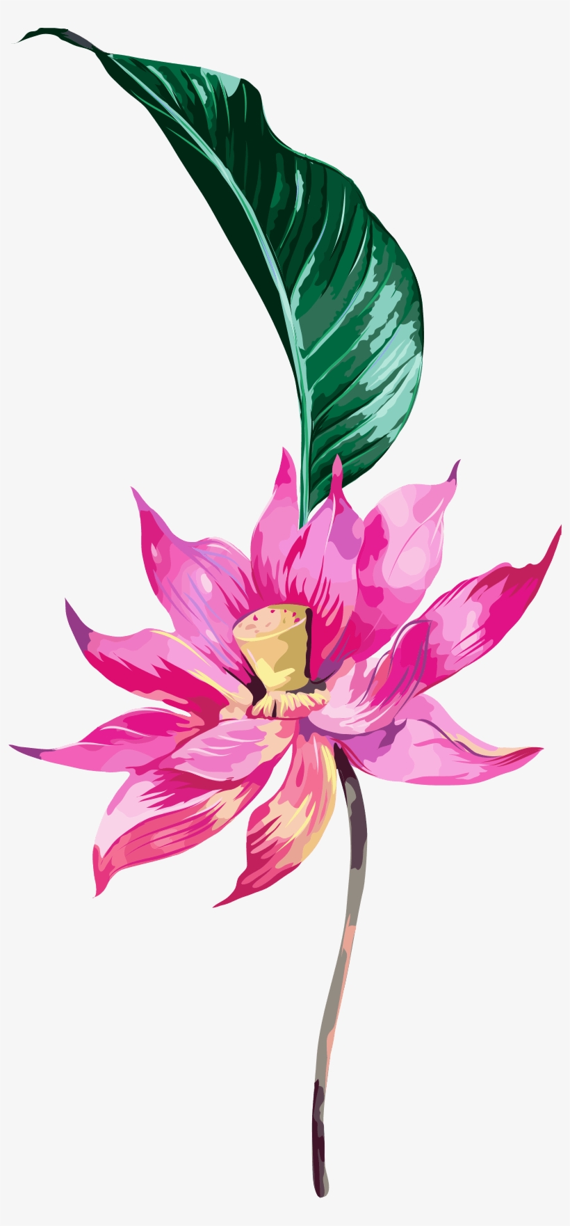 A - Sacred Lotus, transparent png