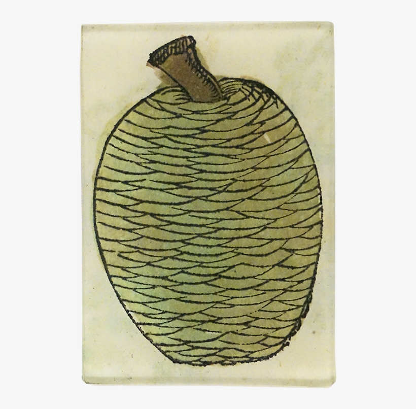 Pinecone Png, transparent png