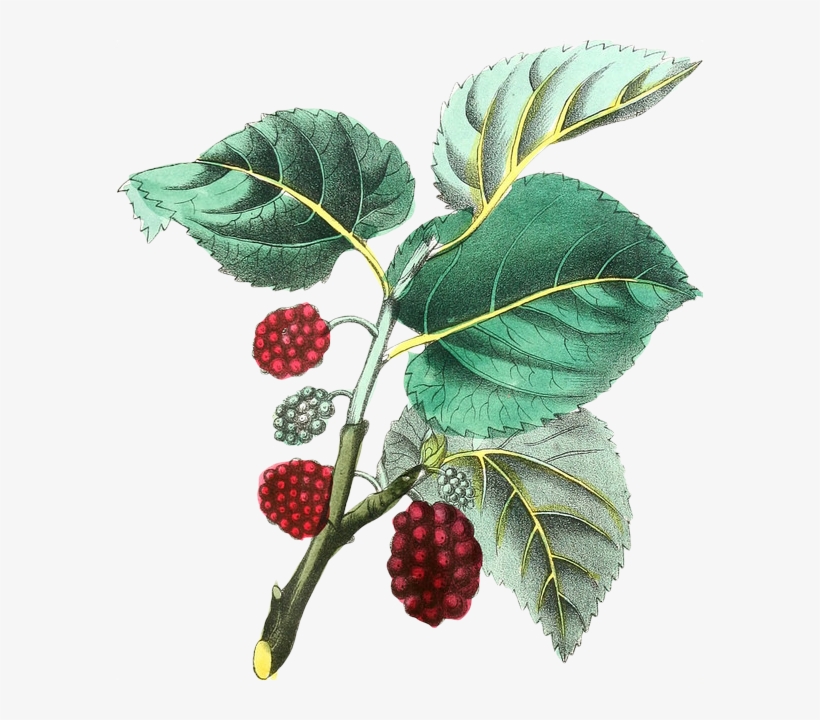 Images From Biodiversity Heritage Library - Botanical Illustration, transparent png