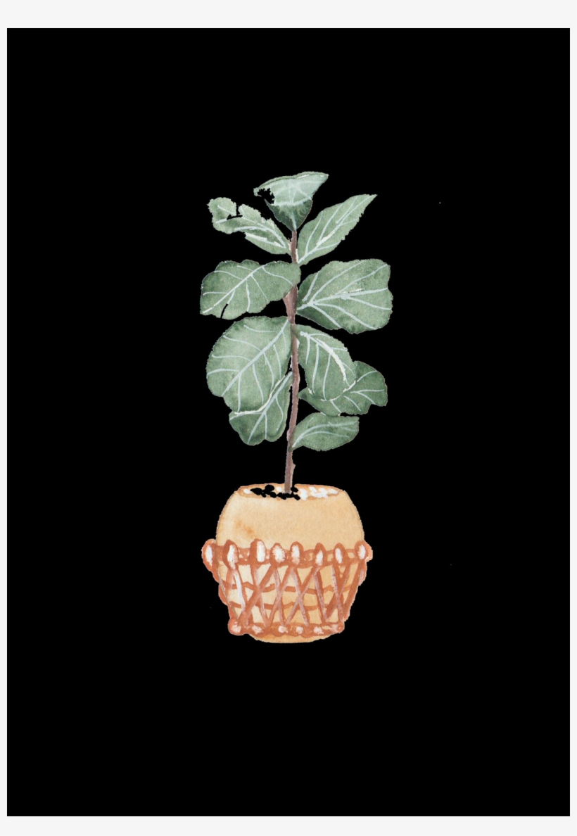 Still Life Photography, transparent png