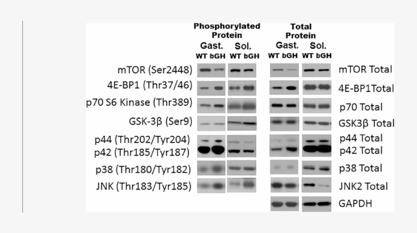 Representative Blots For The Mtor Fig And The Mapk - Common Fig, transparent png