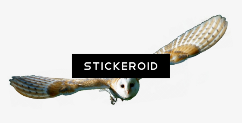 Barn Owl Hd Birds - Barn Owl, transparent png
