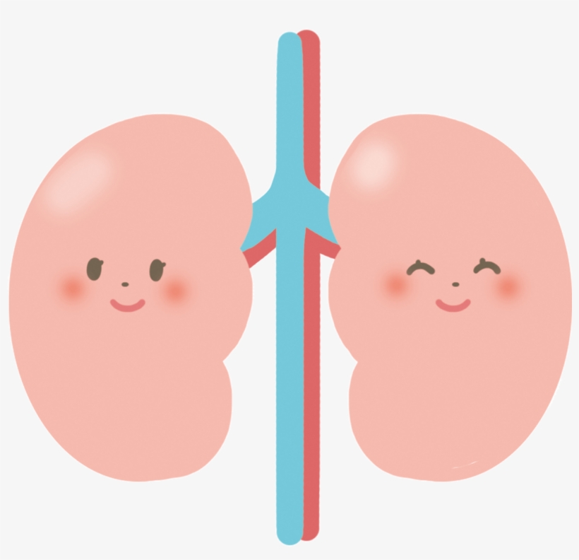 Picture Of Kidney - 腎臓 の イラスト, transparent png