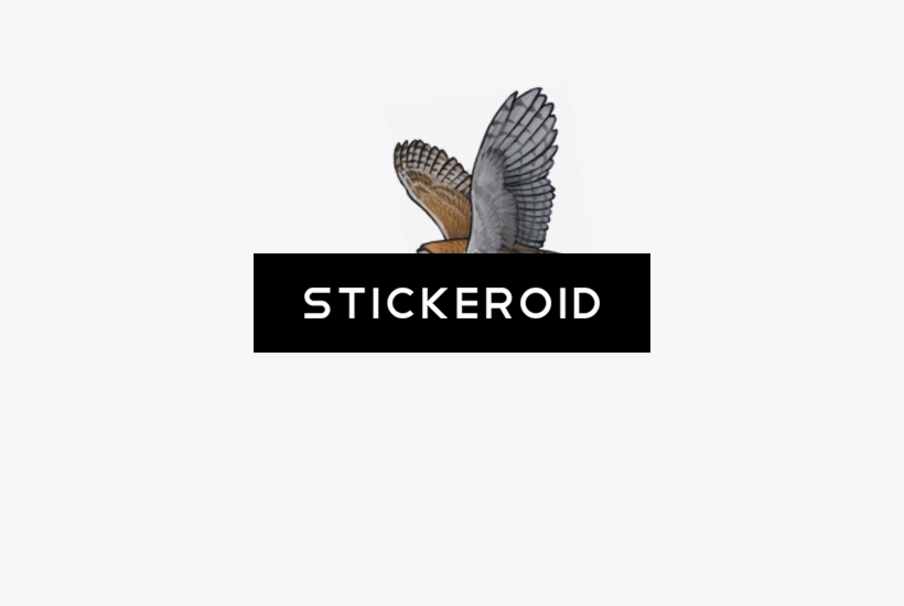 Barn Owl Pic Birds - Fish, transparent png