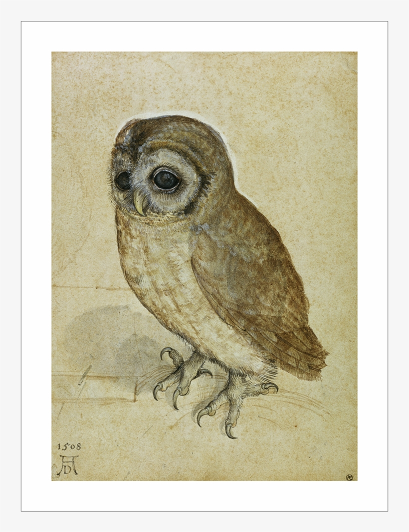 Durer Little Owl 1508 Web, transparent png
