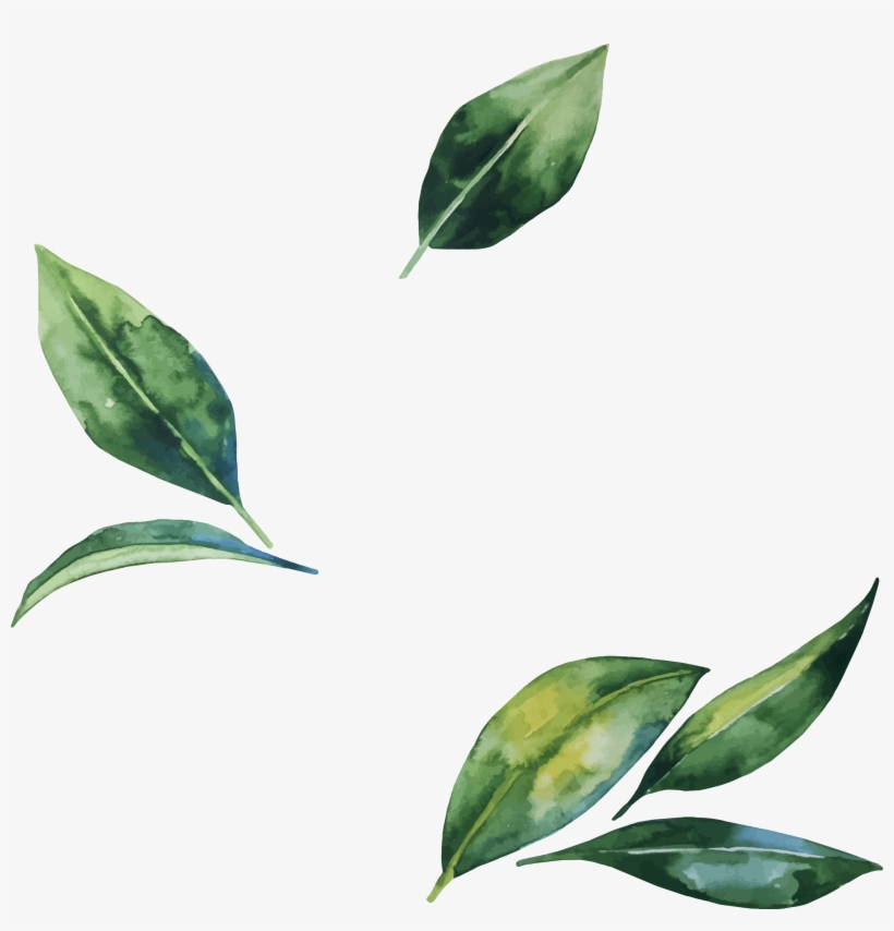 Watercolor Leaves Png Transparent Image, transparent png