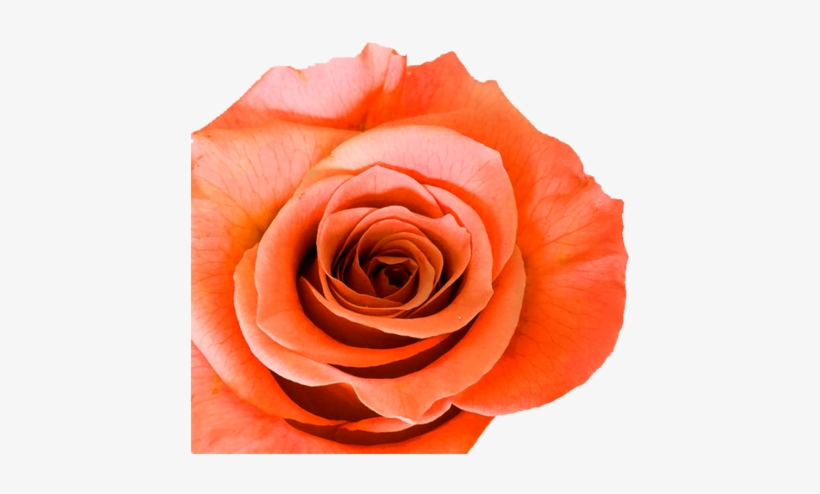 This Beautiful Orange Rose Means Enthusiasm And Passionate - Color, transparent png
