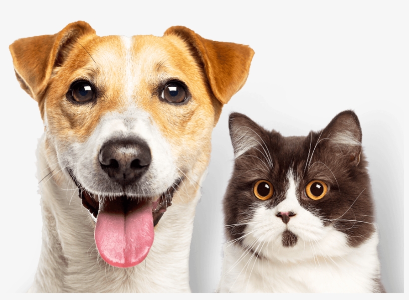 Experience The Difference - Cat & Dog Hill's, transparent png