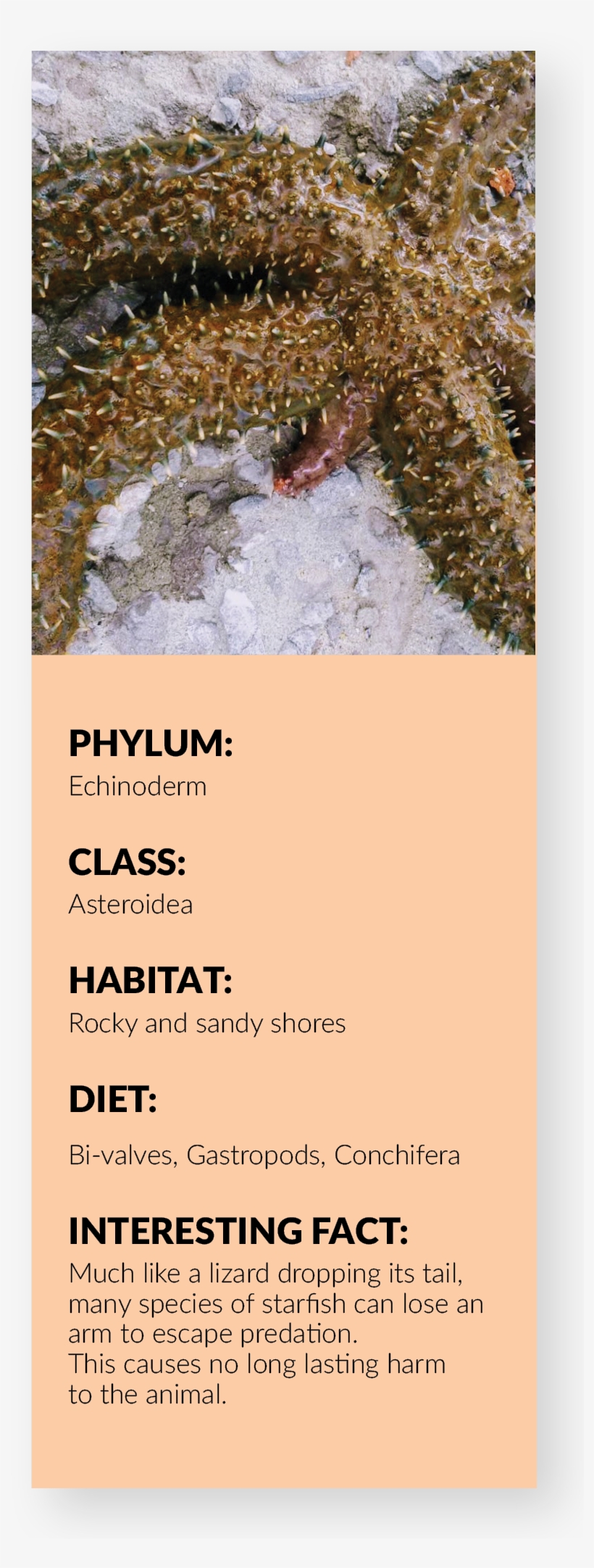 Sea Star Fact Card - Caterpillar, transparent png