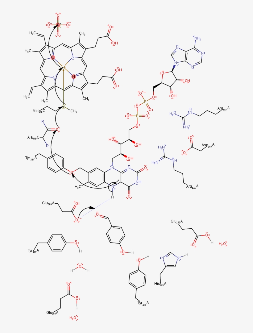 Glu380 Deprotonates The Activated Fad599, Resulting - Diagram, transparent png