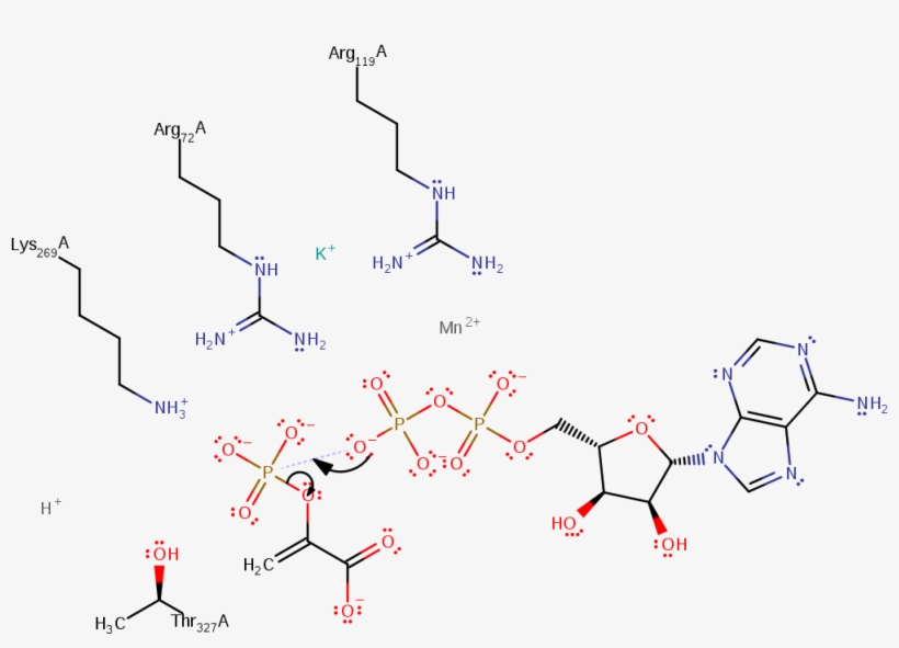 Phosphoryl Transfer From Pep To M Adp Occurs By An - Diagram, transparent png