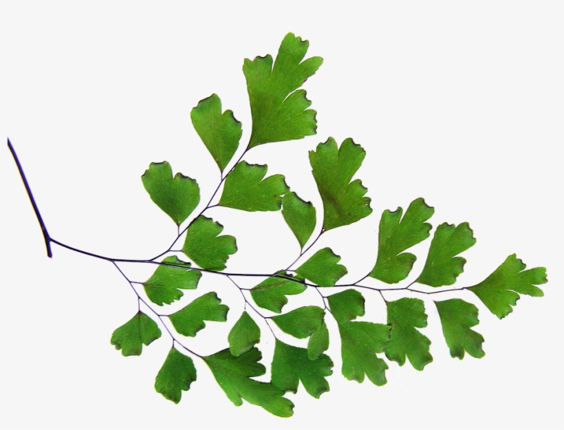 Fern, Maiden Hair, Plant, Cut Out - Planta Doncella De Cabello, transparent png