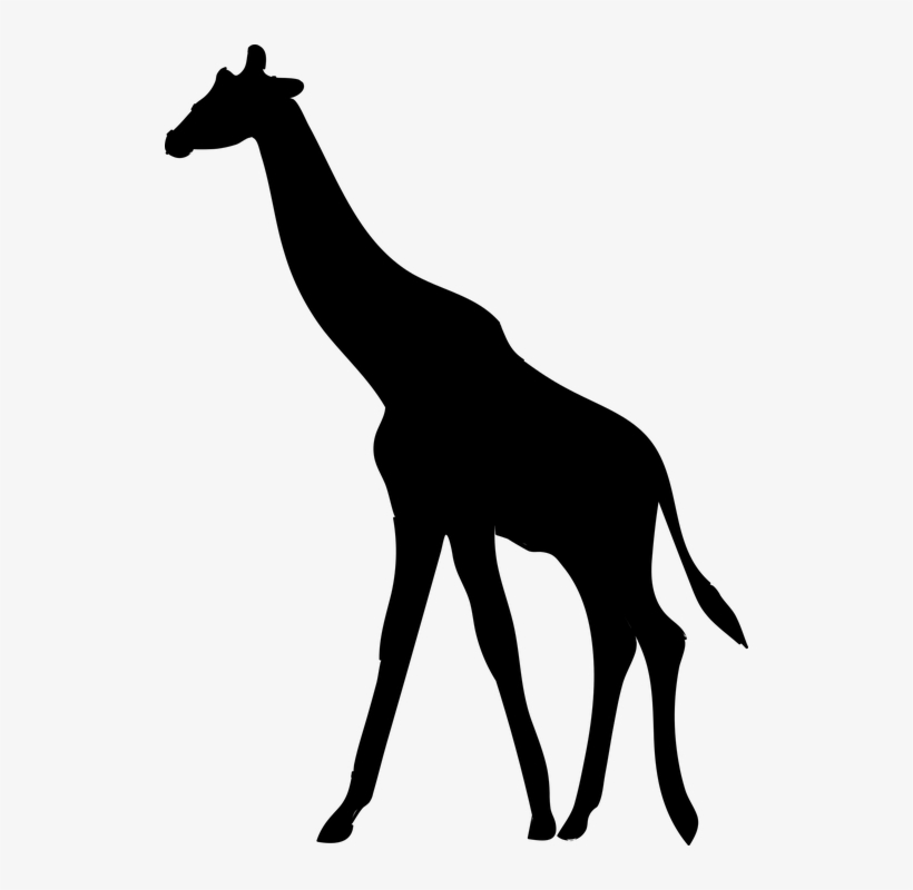 Giraffe Silhouette Png - Silhouet Giraffe, transparent png