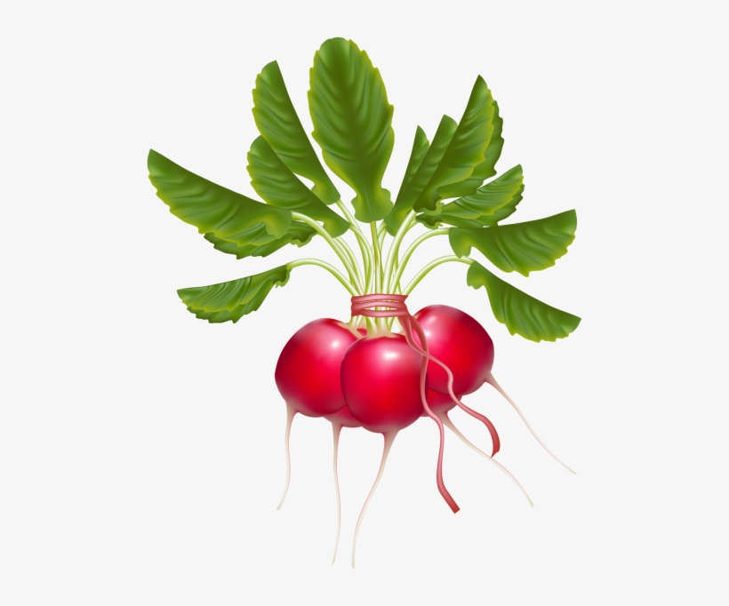 Radish - Редиска Вектор Пнг, transparent png