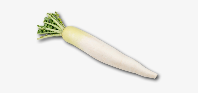Japan Radish - Daikon, transparent png