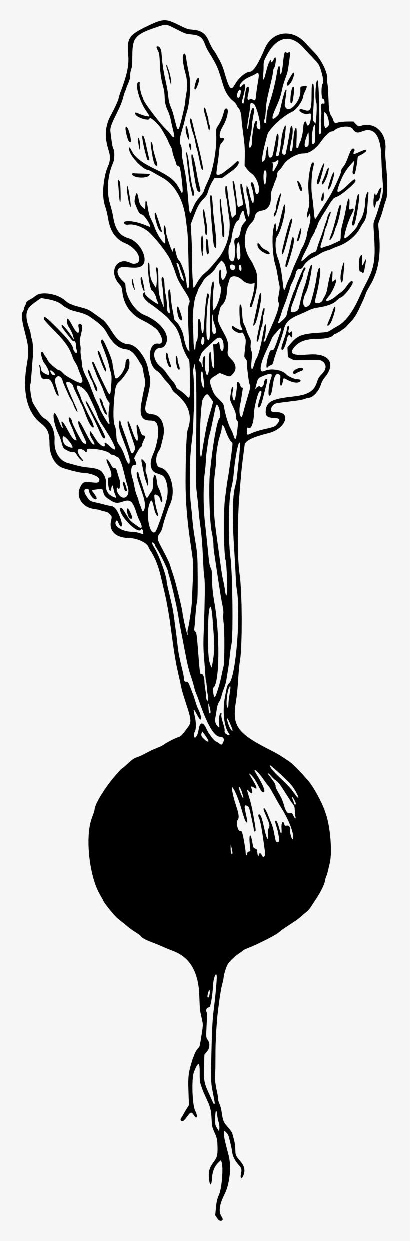 Big Image - Black And White Radish Clip Art, transparent png