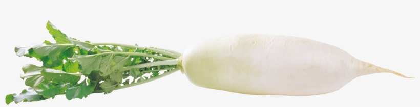 Radish, transparent png