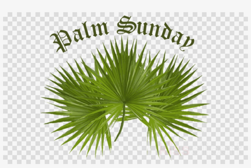 Download Palm For Palm Sunday Clipart Palm Trees Palm - Sunday Palm 2017, transparent png