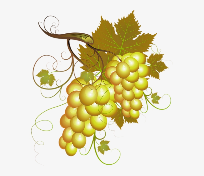 Vendanges Clipart, transparent png