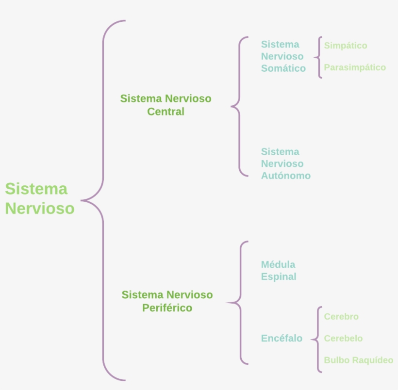 Ejemplos Plantillas De Cuadros Sinópticos Lucidchart - Diagram, transparent png