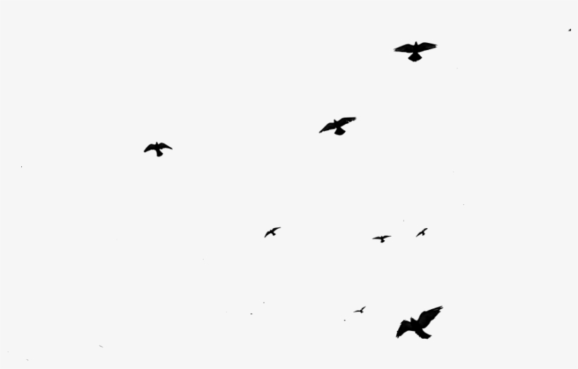 2012 - Flying Birds Png Gif, transparent png
