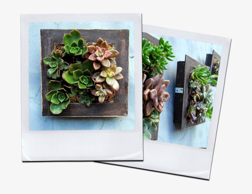 Solicitá Más Info Acá - Echeveria, transparent png