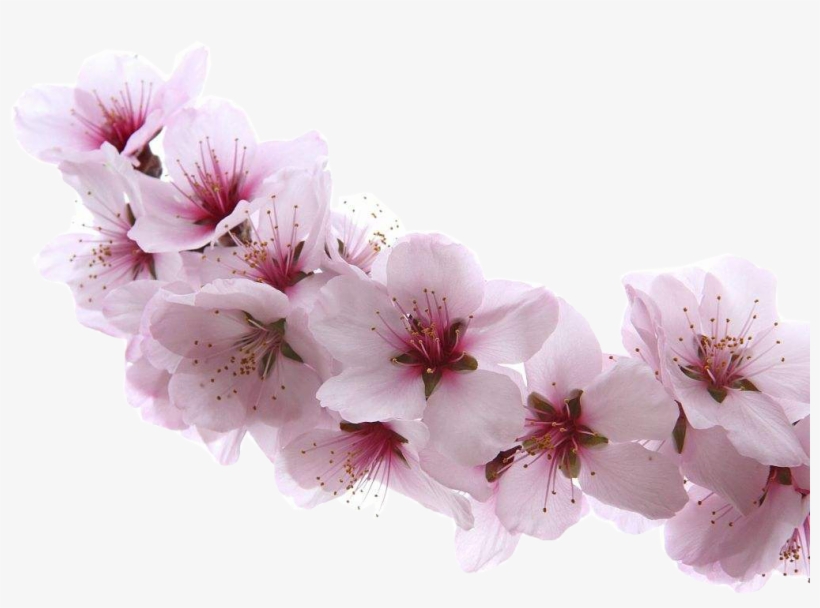 Almond Blossom Flower - Apricot Blossom, transparent png