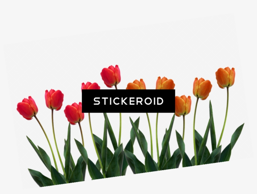 Tulip - Tulips Mini Wall Calendar 2015: 16 Month Calendar [book], transparent png