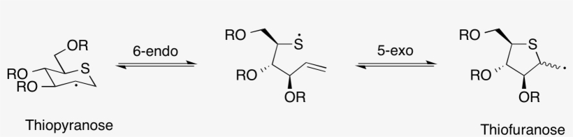 Thiosugar Cyclization 5 Exo Vs 6 Endo - Thiol Norbornene Reaction, transparent png