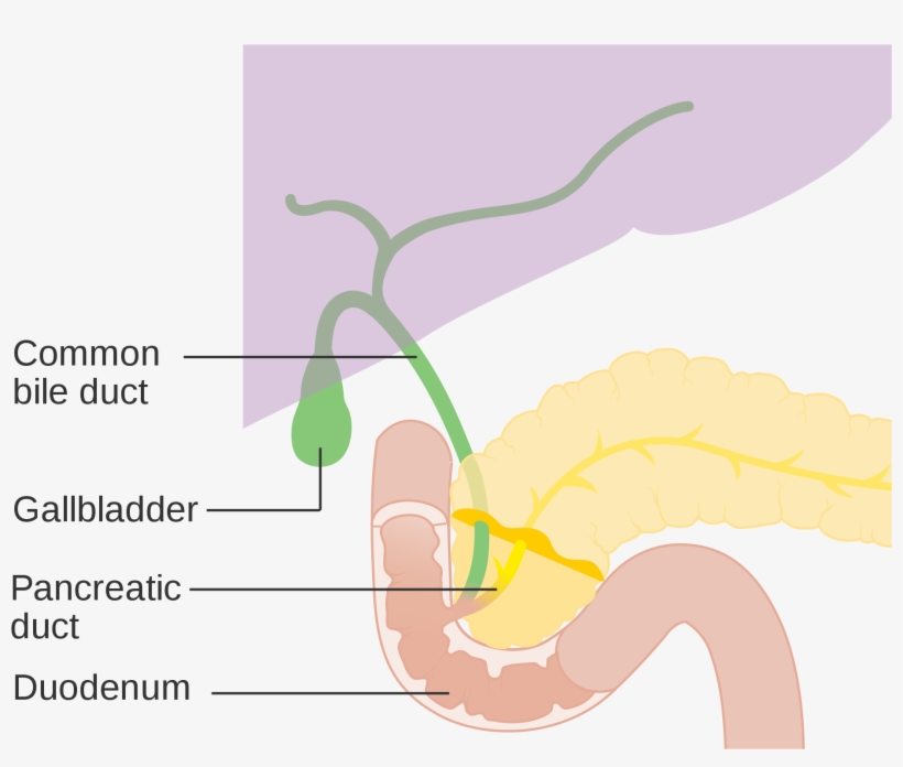Open - Bile Duct, transparent png