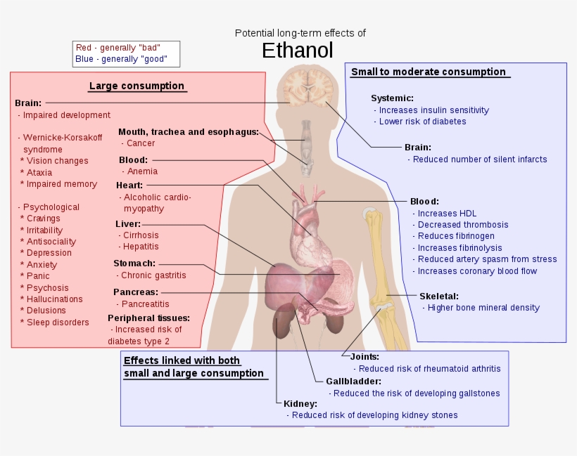 Better Diagram Of Alcohol Health Problems - Effects Of Ethanol, transparent png