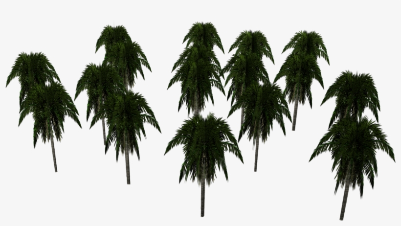 Uindqzs - Attalea Speciosa, transparent png