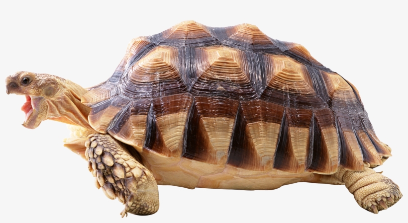 Turtle Png - Turtle Transparent Background, transparent png