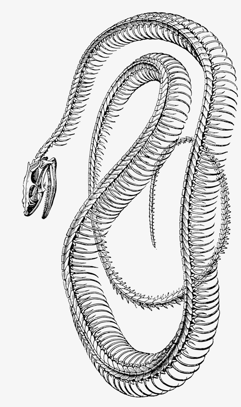 Skelet Van Een Slang, transparent png
