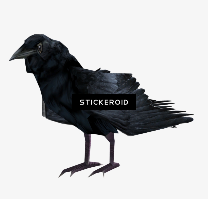 Common Raven Birds - Portable Network Graphics, transparent png