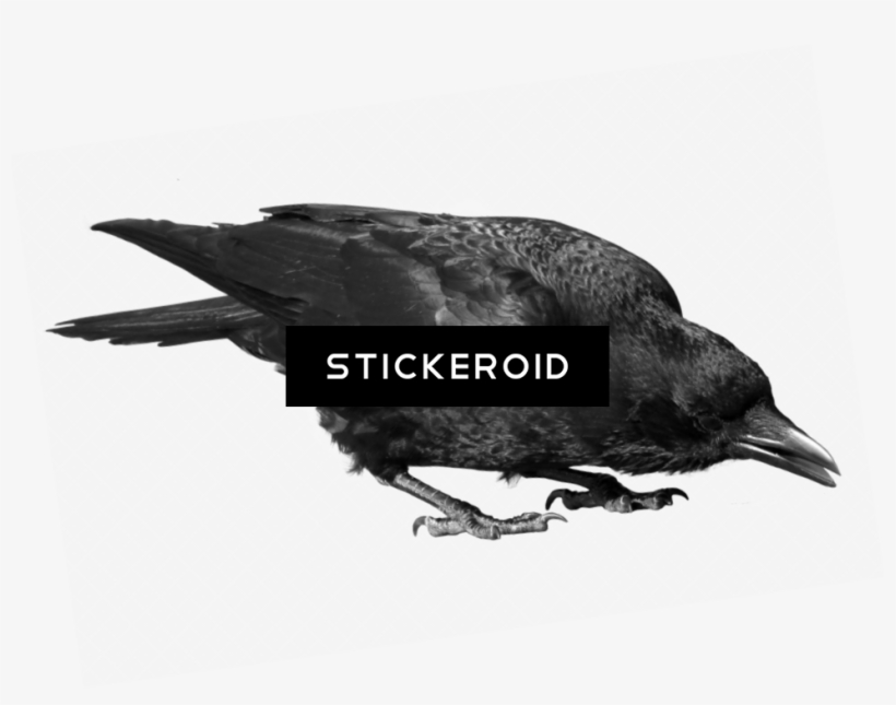 Raven Bird - New Caledonian Crow, transparent png