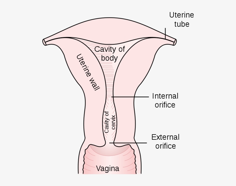 These Tumors Also Interfere With The Natural Ability - Uterus Cervical Canal, transparent png
