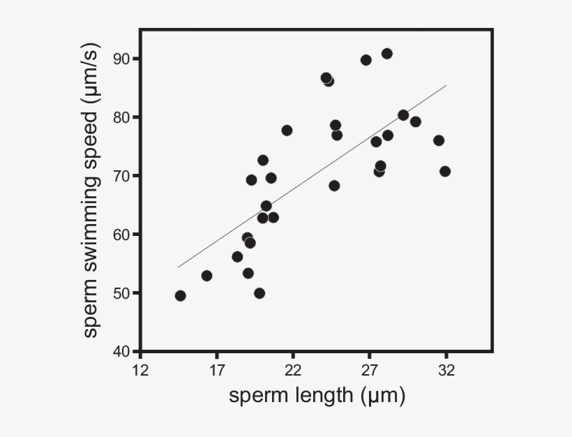 Relation Between Sperm Swimming Speed At - Degrees Of Freedom, transparent png