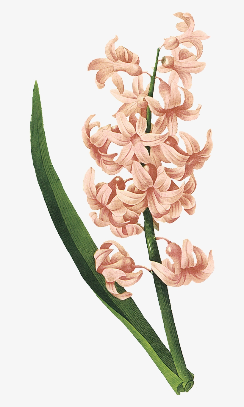 Faqs - Pierre-joseph Redoute Botanical Throw Blanket, transparent png