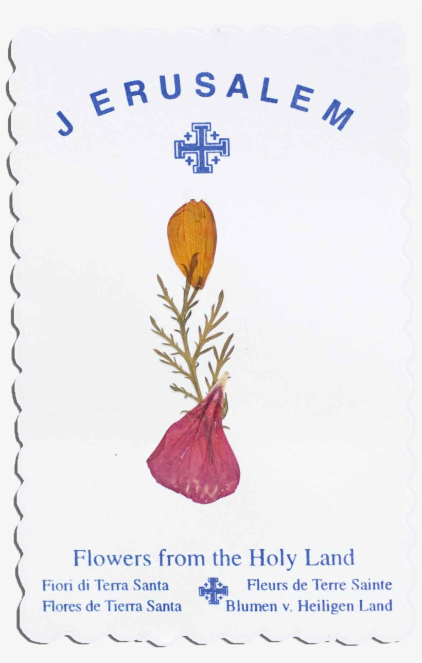 Dried Flower Cards - Postage Stamp, transparent png